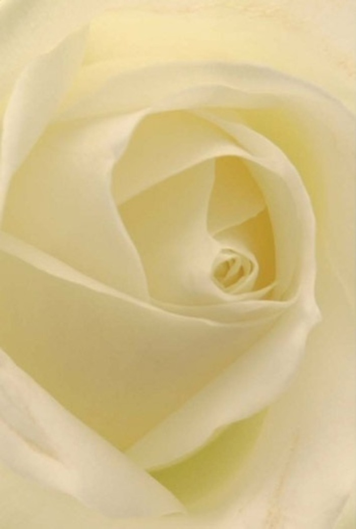 Up close, this classic white rose-prepared by a seasoned florist in Bayswater-draws you into a tranquil contemplation of its layered petals and subtle interplay of light. Cream and ivory tones blend seamlessly as daylight filters through, much as the mid-morning sun spills across the shops of Moscow Road. Every petal nestles softly into the next, evoking a sense of calm and sophistication. The rose's spiral heart glows with an inner luminosity, suggesting purity and a resilience born of care. As you imagine holding the blossom, there's a sensation of gentle coolness on your palm and a faint clean fragrance, as crisp as the air along the canal in Little Venice. Such a bloom is perfectly suited for heartfelt moments-an apology, a quiet declaration of love, or the centrepiece for a wedding at one of Bayswater's elegant venues. The subtle differences in hue and fine edge shadows suggest the expert touch of a florist devoted to both art and community. Altogether, the arrangement exudes a refined serenity, always appropriate for conveying sincere emotion and lasting admiration within the familiar surroundings of Bayswater.