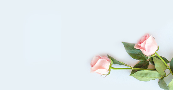 Sympathy Flowers Bayswater